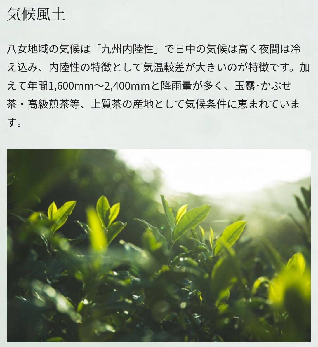 八女抹茶プレミアム